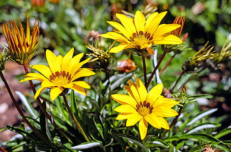 close-up photography of three yellow petaled flowers thumbnail