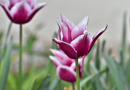 purple tulip flower in selective focus photography thumbnail