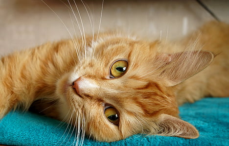 shallow focus photography of orange Tabby cat thumbnail