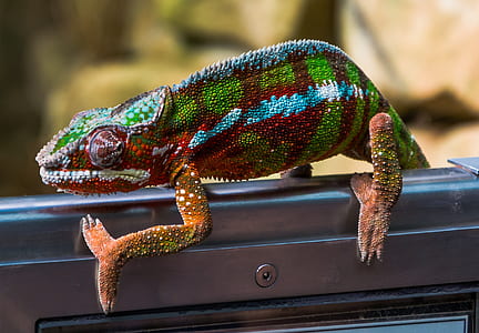 chameleon on black surface thumbnail
