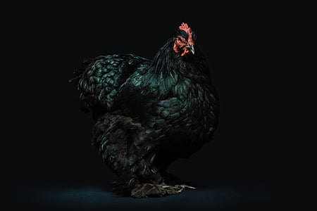black rooster thumbnail