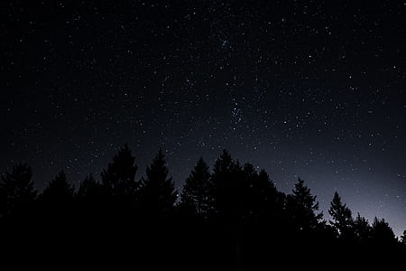 silhouette photography of trees and stars thumbnail