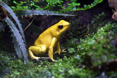 yellow frog on green surface with plants thumbnail