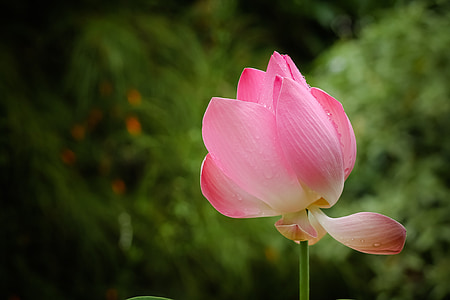 selective focus photography of pink lotus flower thumbnail