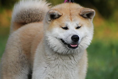white and brown Shiba Inu puppy close-up photography thumbnail