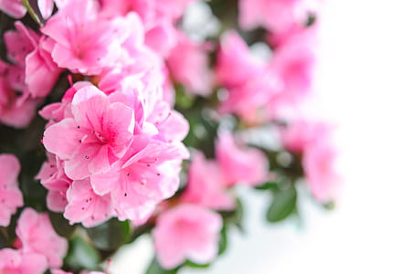 selective focus photography of pink flowers in bloom thumbnail