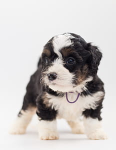 Tricolor Maltese Puppy thumbnail