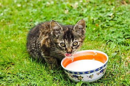 black and brown kitten thumbnail