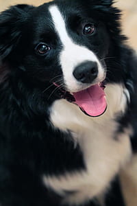black and white border collie puppy close-up photo thumbnail