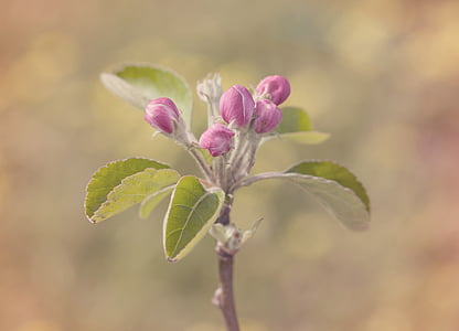 pink petaled flower thumbnail