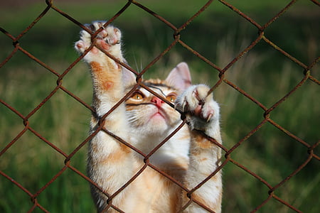 long-coated beige cat thumbnail