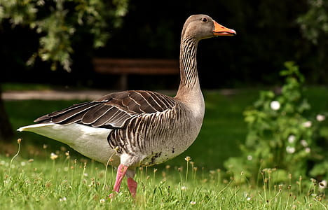 gray duck standing on grass field thumbnail