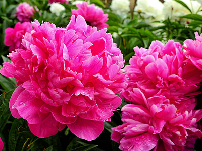 selective focus photography of pink peonies in bloom thumbnail
