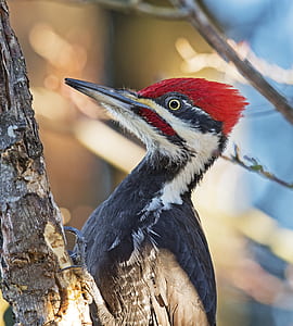 blue, white, and red woodpecker during daytime thumbnail