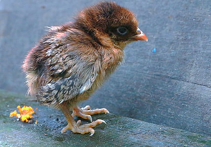 brown chick standing on brown surface during daytime thumbnail