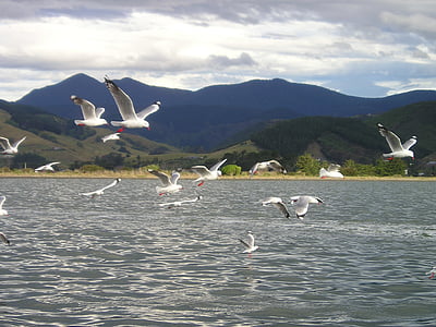 flock of seagulls flying over the body of water thumbnail