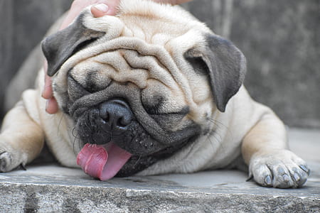 fawn pug lying on grey concrete pavement thumbnail