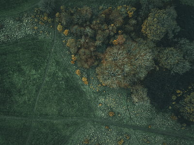 aerial photography of green trees near beach thumbnail