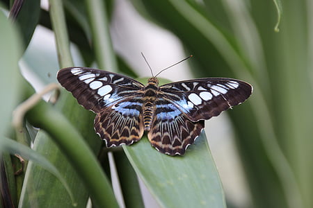 close up photography of black and white moth on green leaf thumbnail