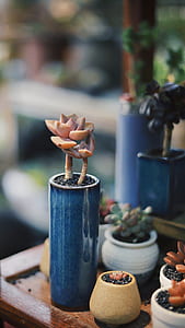 brown succulent plant on blue ceramic vase thumbnail