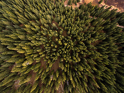 Top Down look at the pine forest in Frisco, Colorado thumbnail