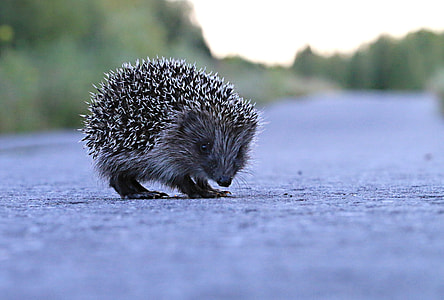 brown hedgehog on concrete road thumbnail