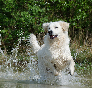 adult white Hovawart dog thumbnail