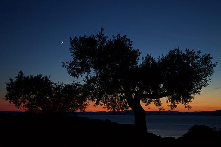 silhouette of tree thumbnail