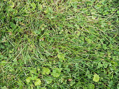 green grass close-up photo thumbnail