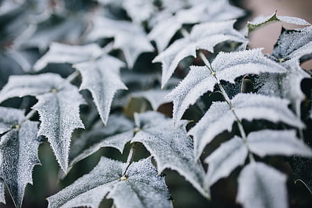 Detail of leaves covered in frost thumbnail