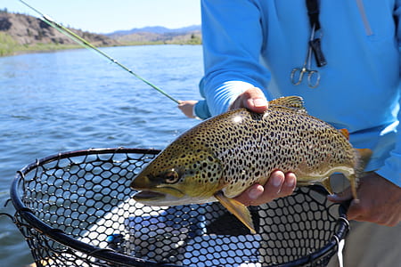 person holding brown and black fish thumbnail