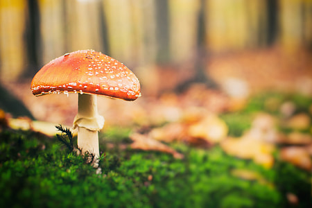 Toadstool mushroom in forest thumbnail