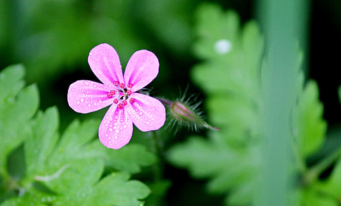 Stinking Cranesbill, Ruprecht Herb thumbnail