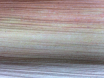 Dry Palm Frond, Natural Colour thumbnail