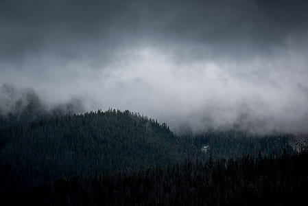forest trees under dark sky thumbnail
