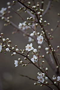 white petaled flowers thumbnail