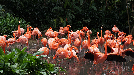 orange flamingo lot thumbnail