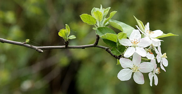 focus photography of white orange blossom flower thumbnail