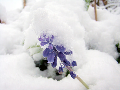selective focus photography of purple grape hyacinths covered with white snow thumbnail