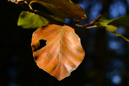 Autumn, Leaves In The Autumn thumbnail
