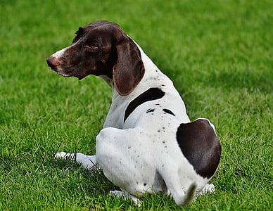 short-coated white and black dog lying on the green grass field thumbnail