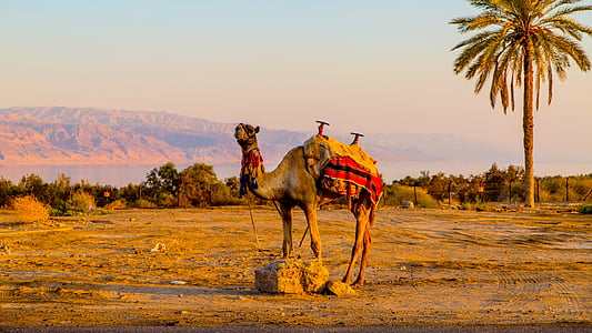 brown camel on open field near palm tree across body of water thumbnail