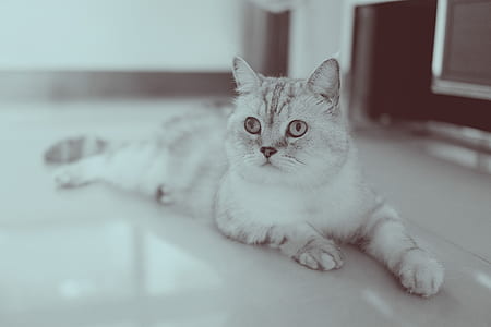 grey cat lying on floor thumbnail