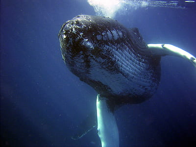 close up photograph of black and white whale thumbnail