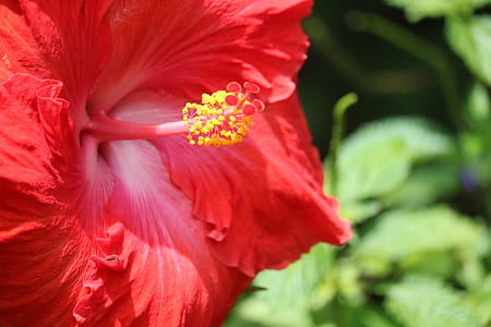 Red Hibiscus Selective Photography thumbnail