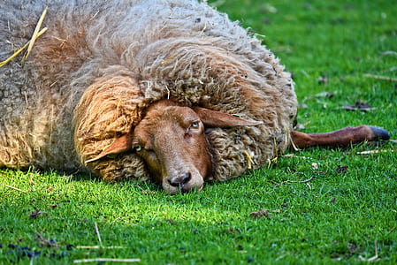 sheep laying on grass thumbnail