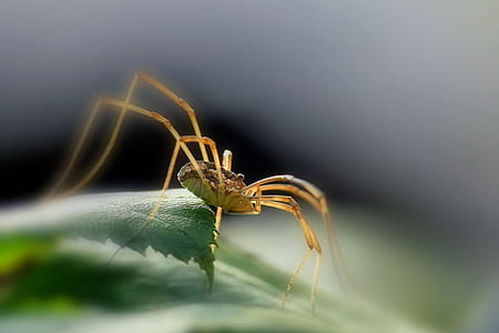 Spider thumbnail