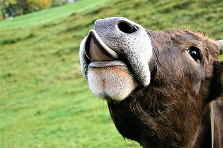 white and black cow thumbnail