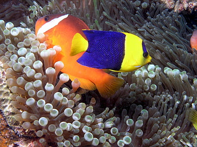 orange and blue fishes thumbnail