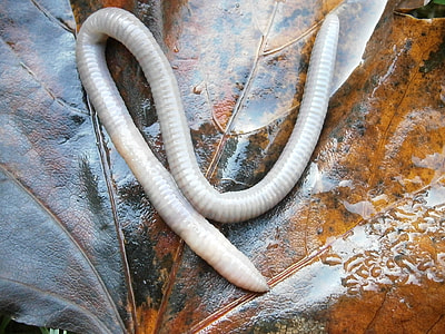 white earthworm thumbnail